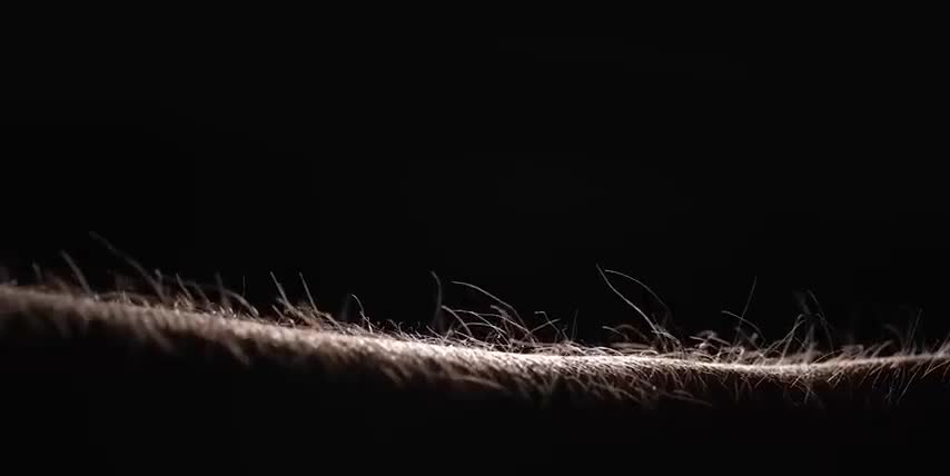 NVIDIA Stock Alternative